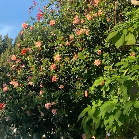 Bugenvilla - South Corfu House *