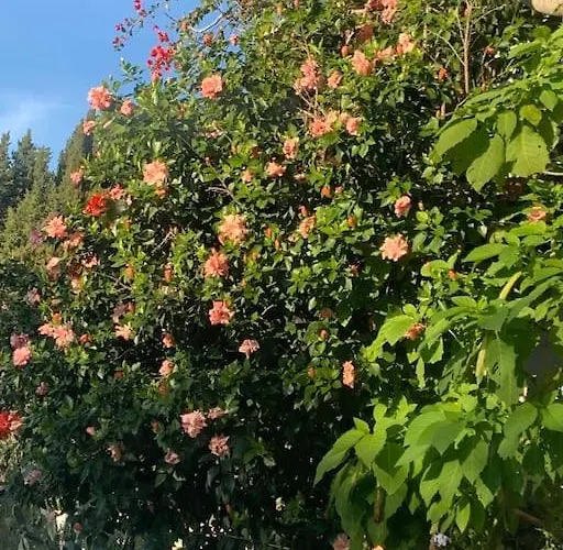 Bugenvilla - South Corfu House *